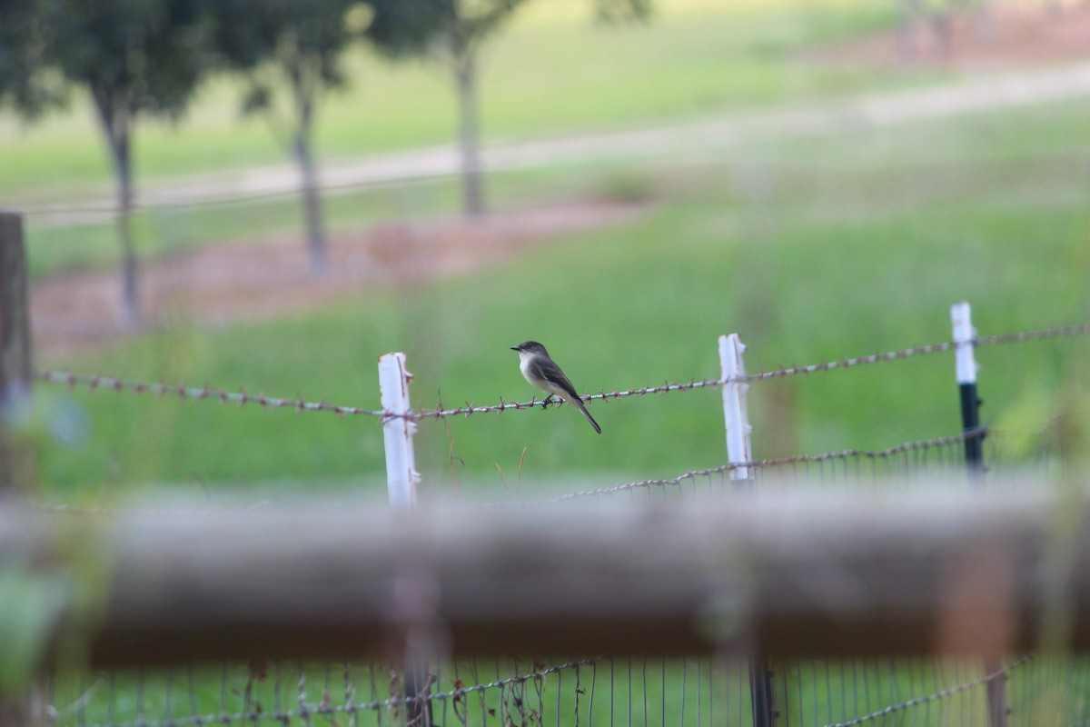Eastern Phoebe - Wes Hatch