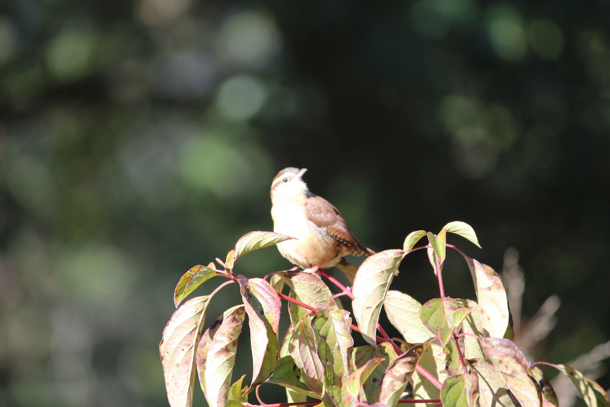 Carolina Wren - ML184284261