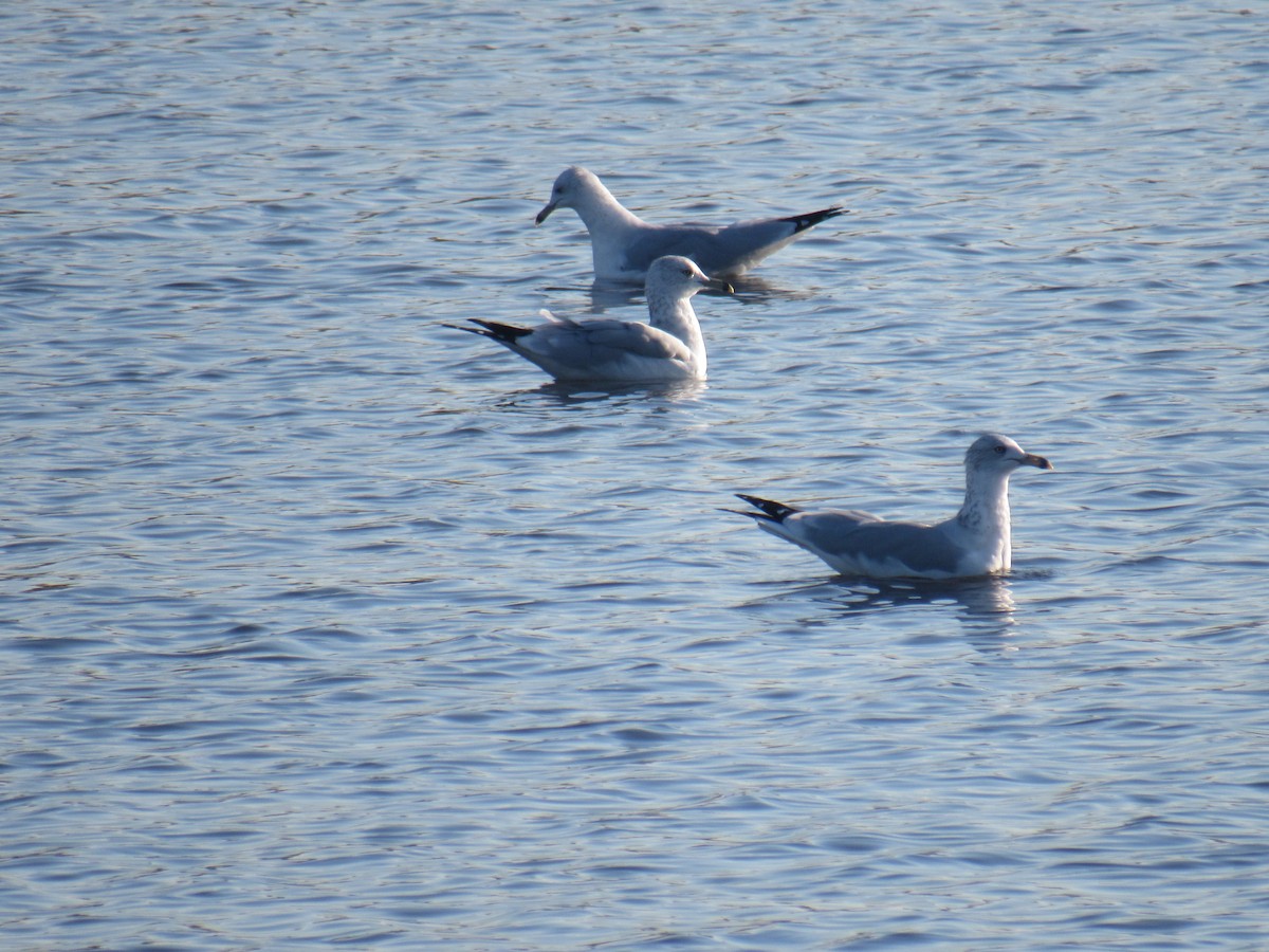 Ring-billed Gull - John Coyle