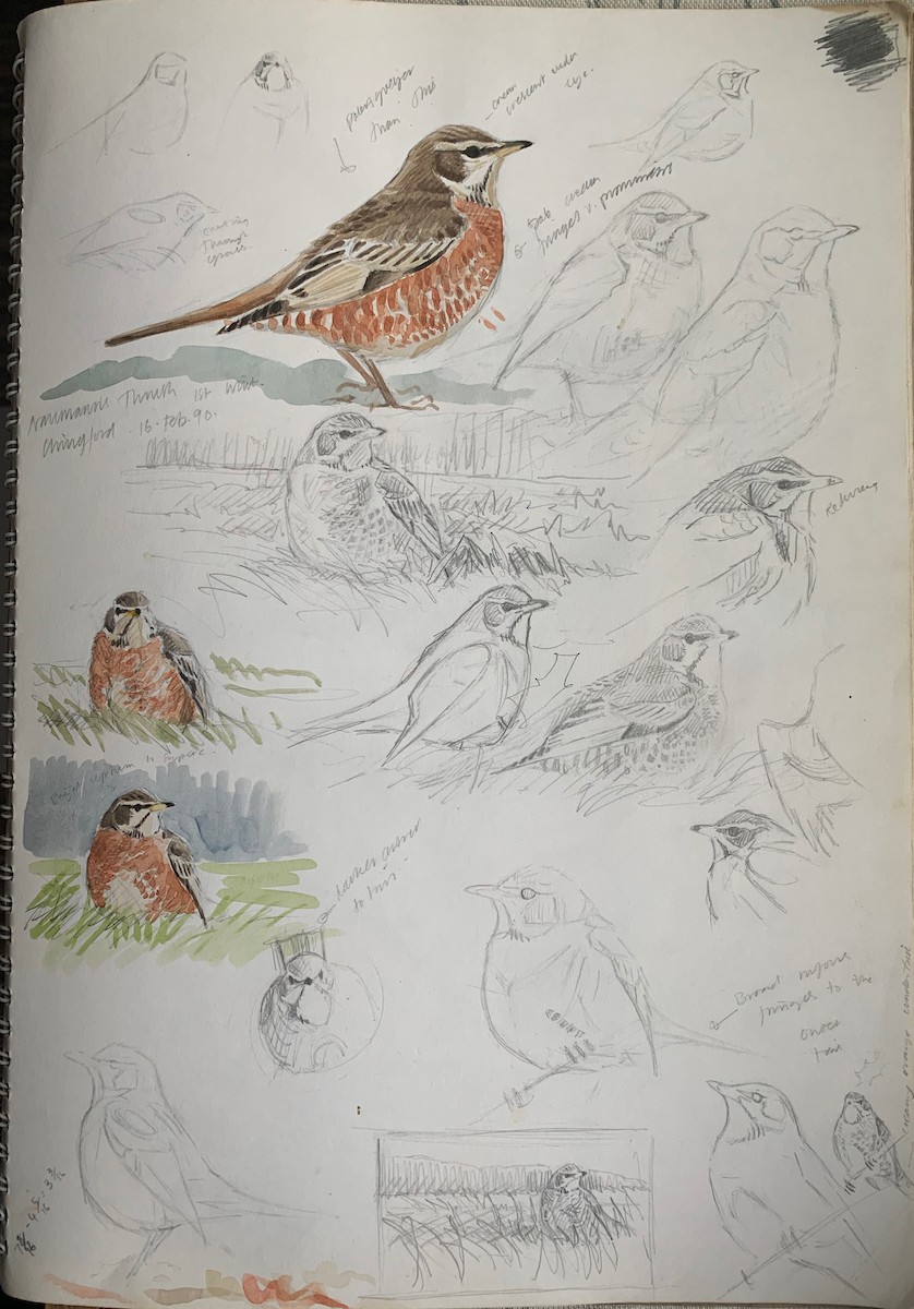 Naumann's Thrush - ML184284681