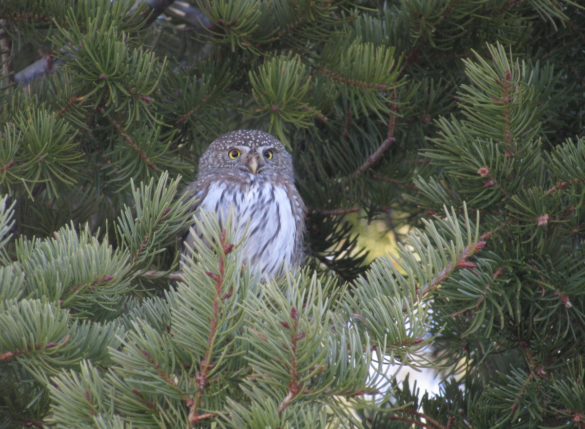Northern Pygmy-Owl - Garrett Rhyne