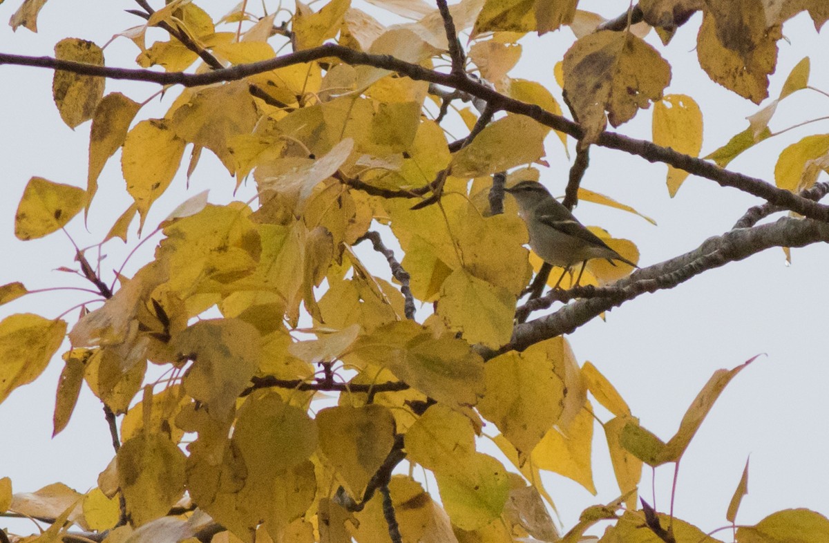 Yellow-browed Warbler - Joachim Bertrands