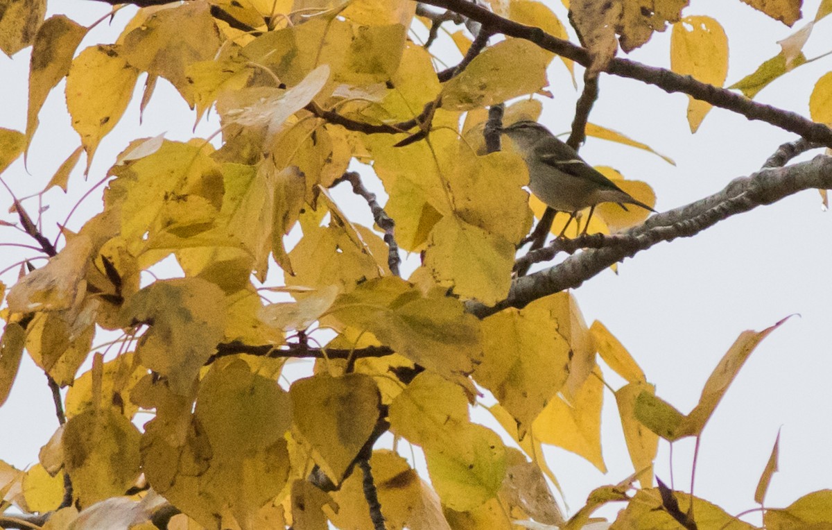 Yellow-browed Warbler - ML184286121