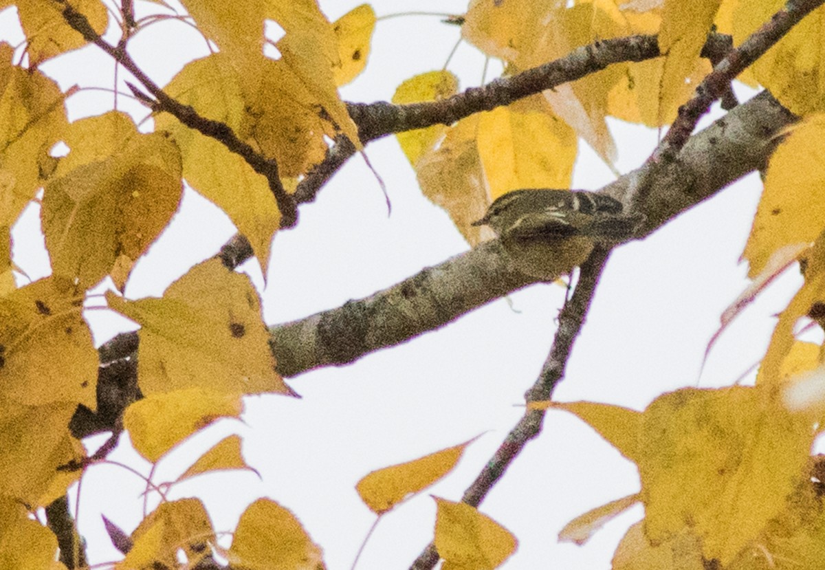 Yellow-browed Warbler - ML184286131