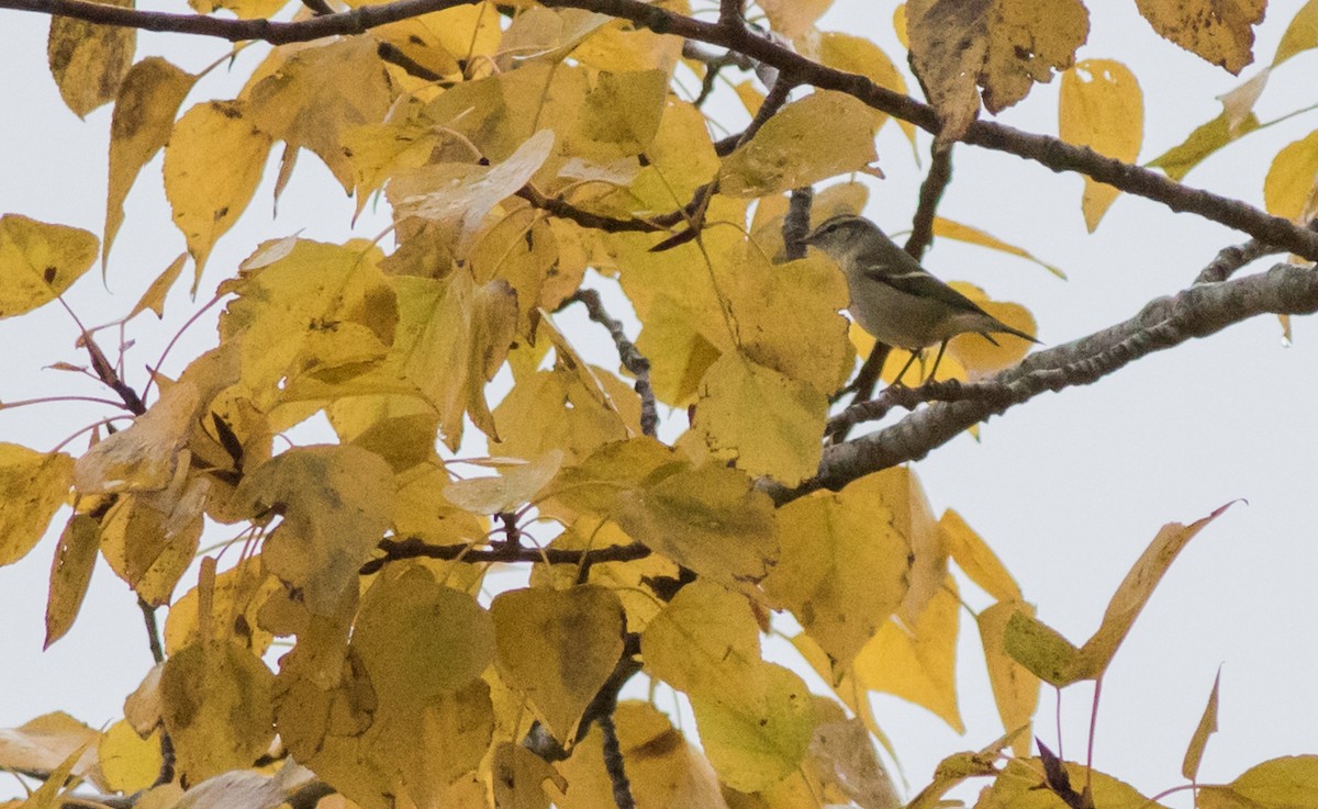 Yellow-browed Warbler - ML184286141