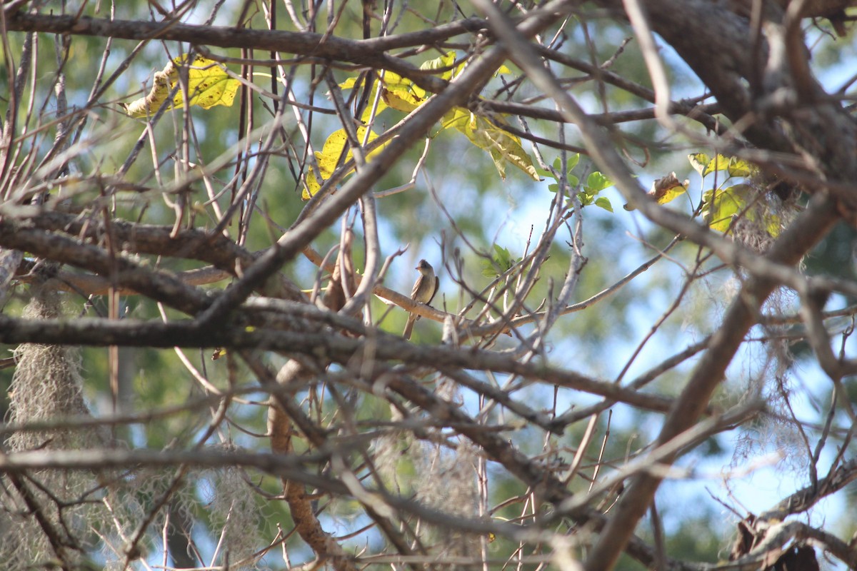 Eastern Wood-Pewee - ML184286651