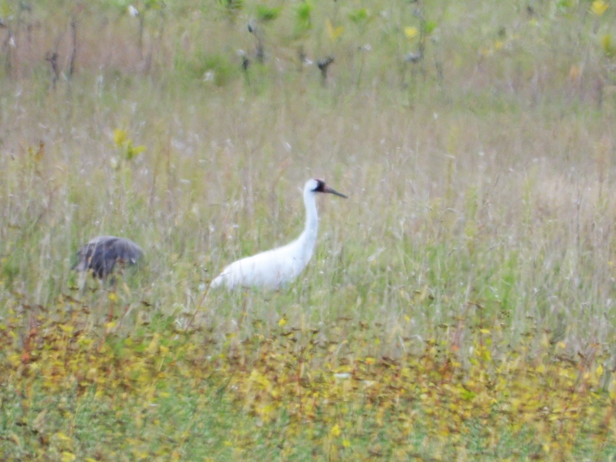 Whooping Crane - ML184288041