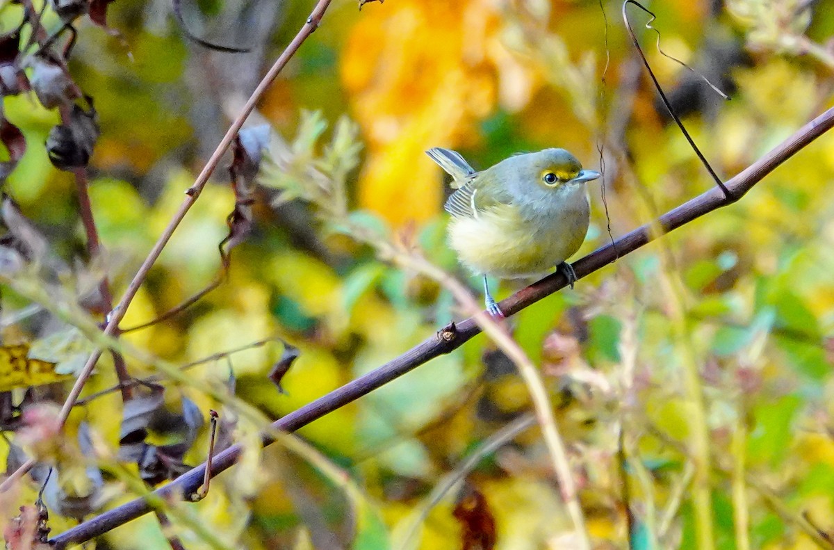 White-eyed Vireo - Gale VerHague