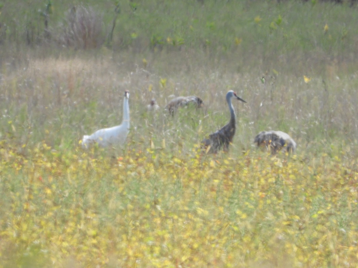 Whooping Crane - ML184288201