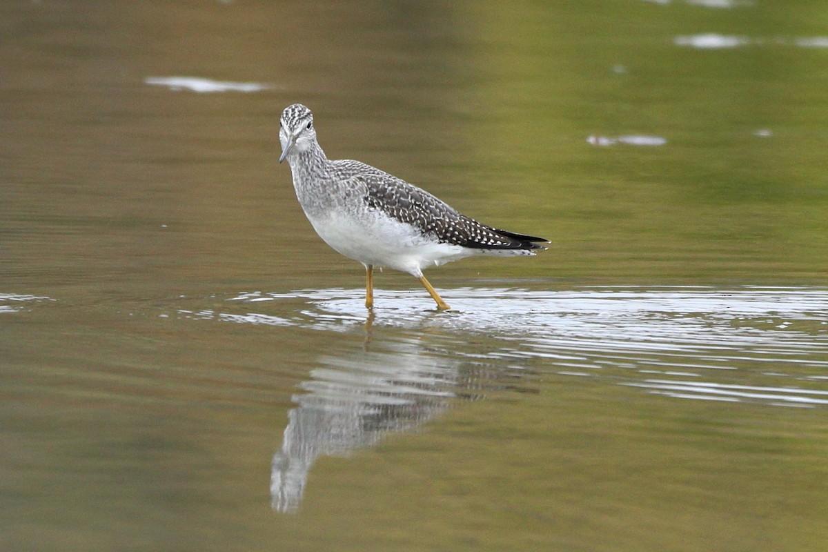 Greater Yellowlegs - ML184288571