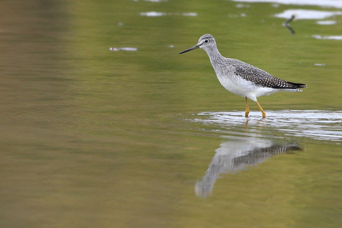 Greater Yellowlegs - ML184288581