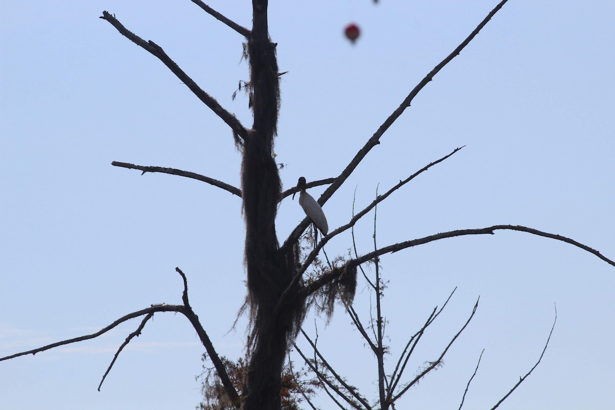 Wood Stork - ML184289161