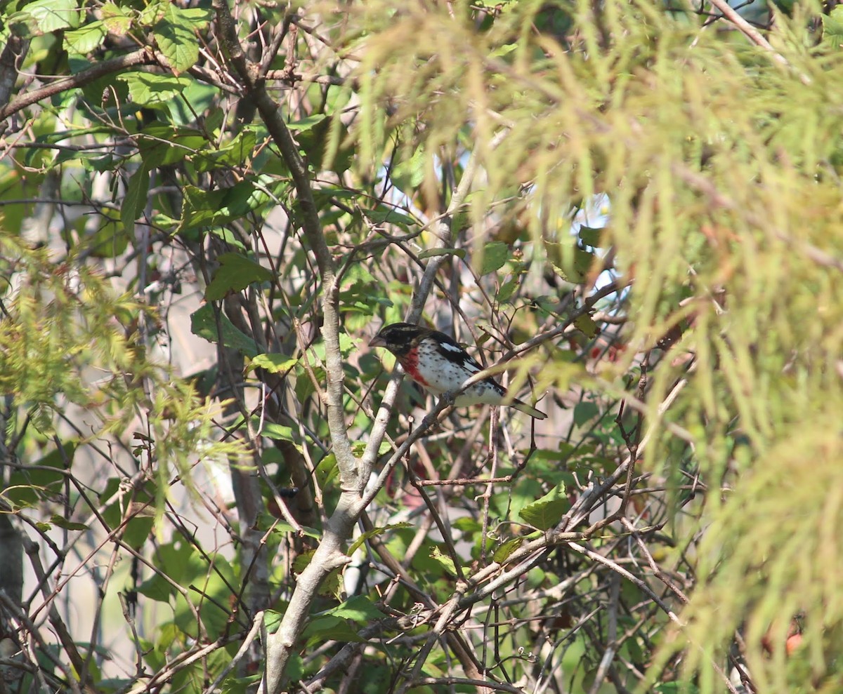 Rose-breasted Grosbeak - ML184289201