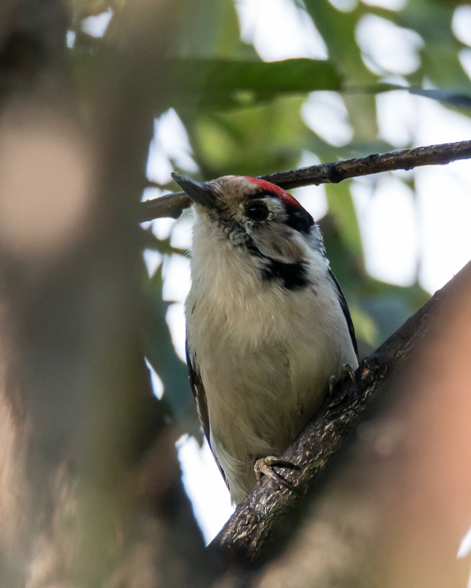 Lesser Spotted Woodpecker - Dina Nesterkova