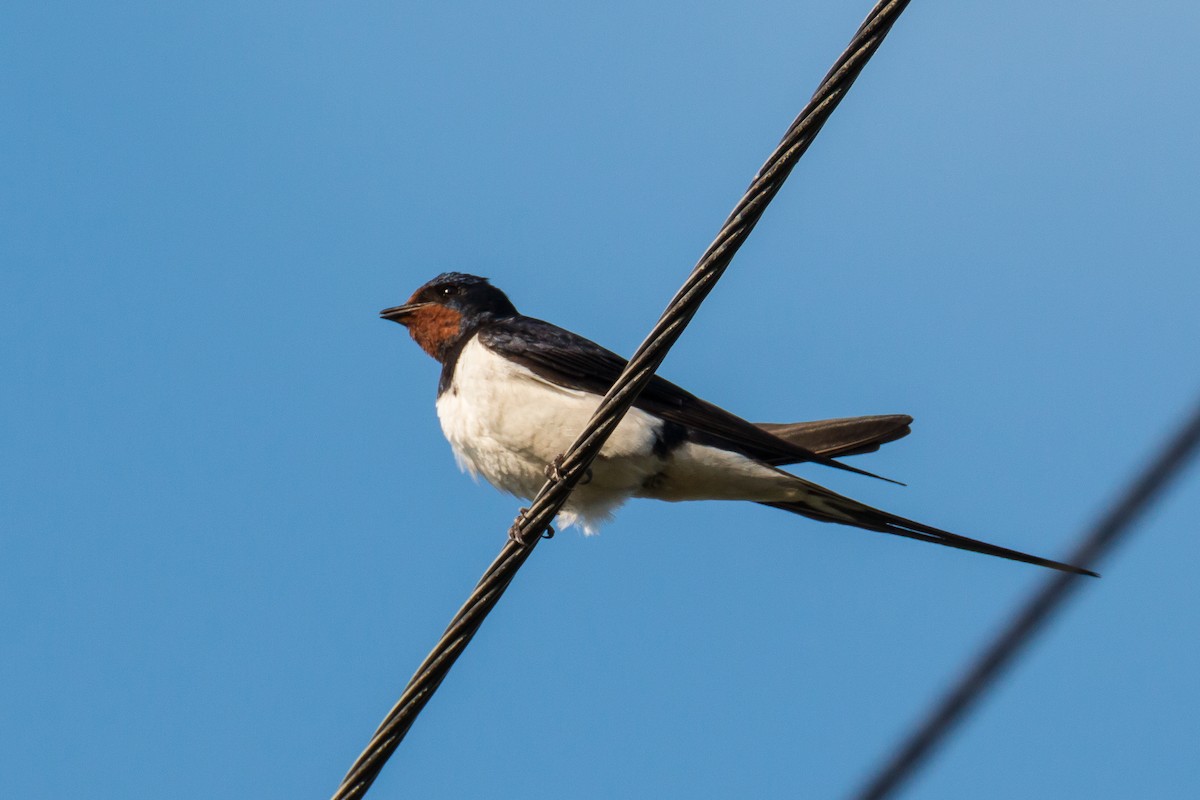 Barn Swallow - ML184290831