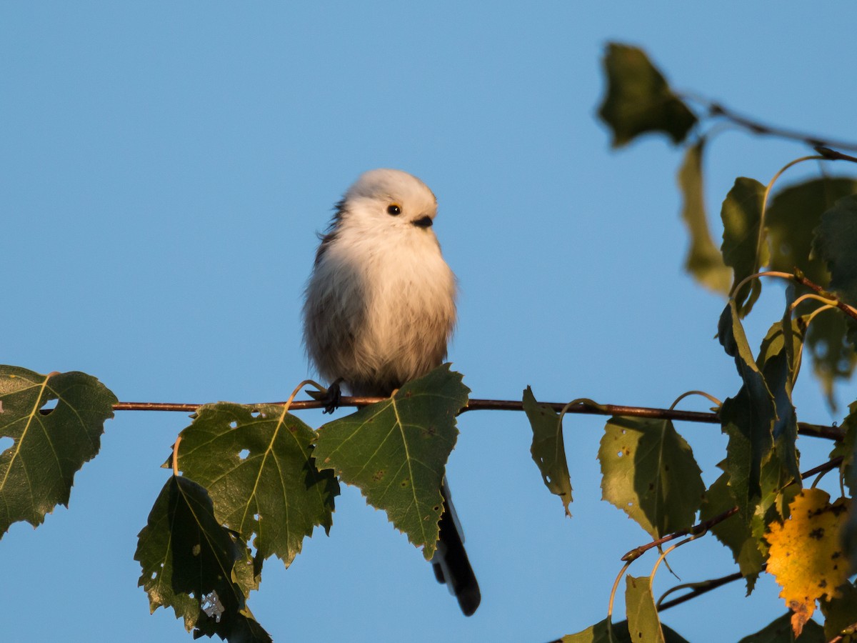 Long-tailed Tit - Dina Nesterkova