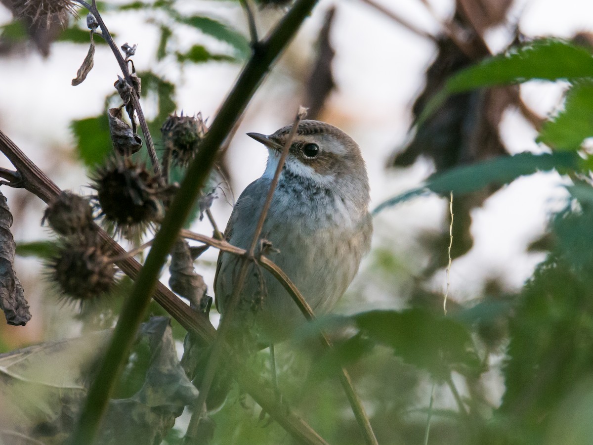 Bluethroat - ML184290911