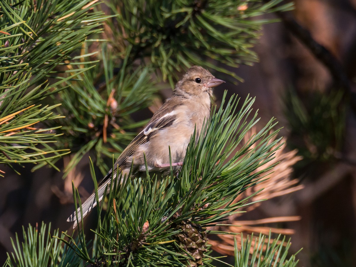 Common Chaffinch - ML184290941