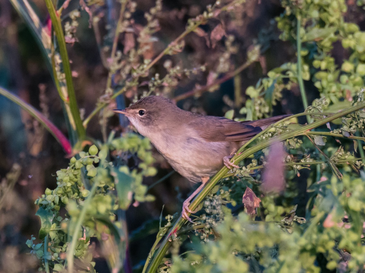 ub. spurvefugl (Passeriformes sp.) - ML184291011