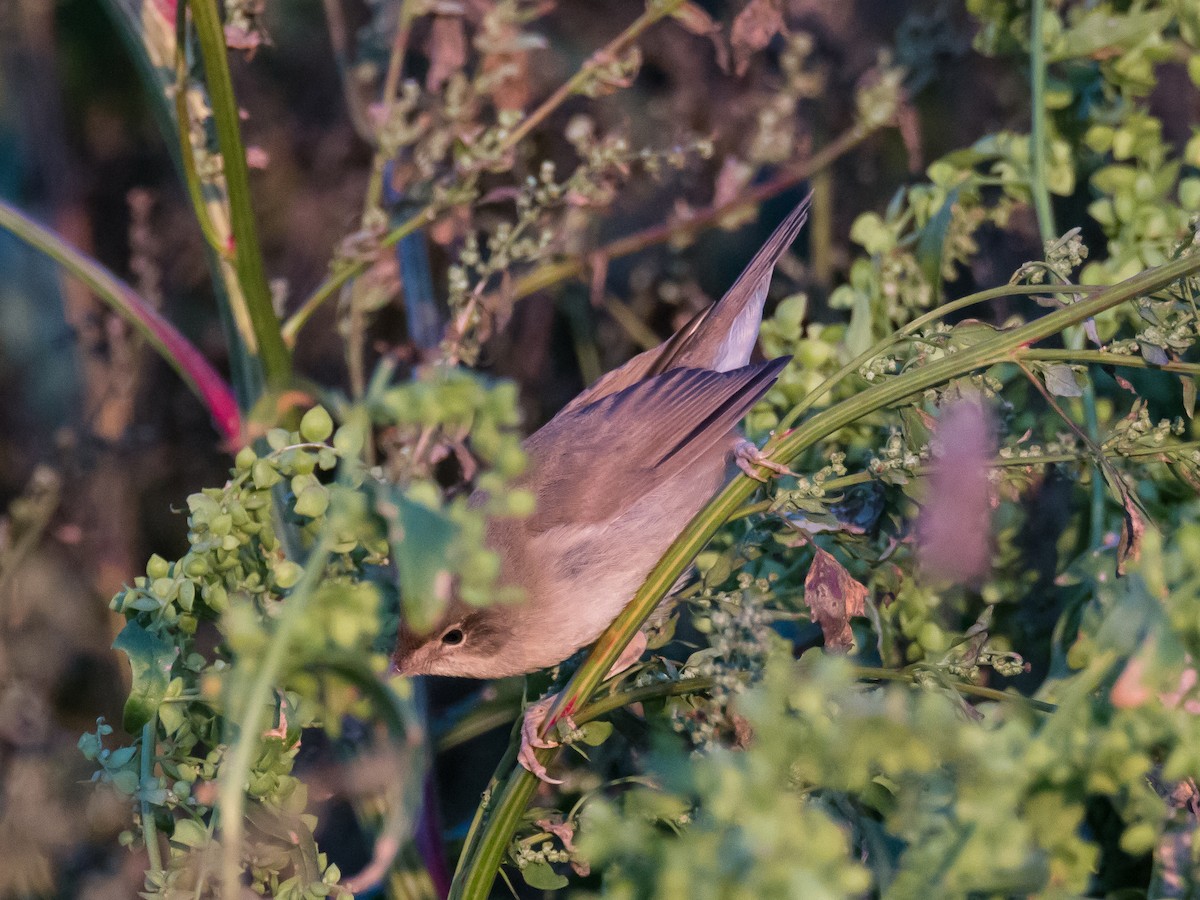 Sperlingsvogel, unbestimmt - ML184291021