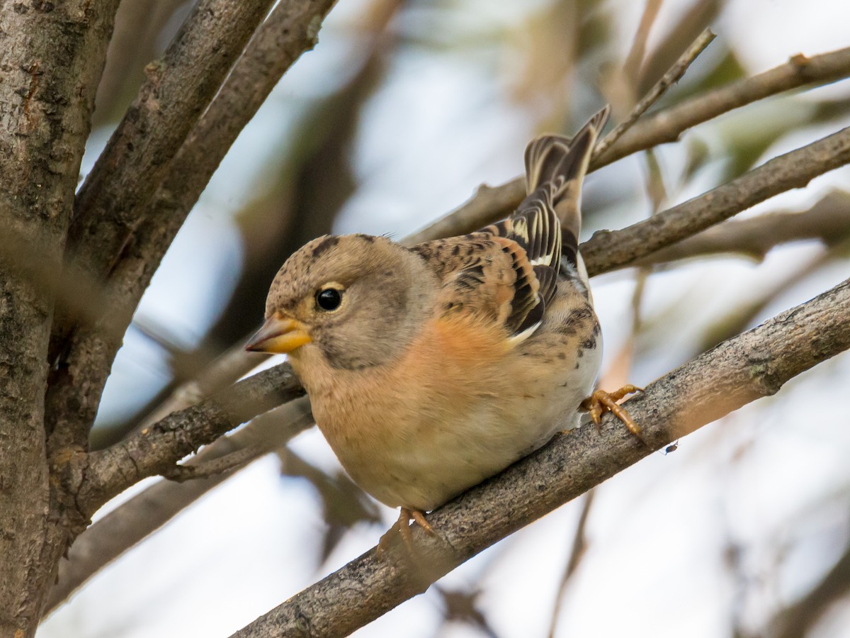 Brambling - ML184291031