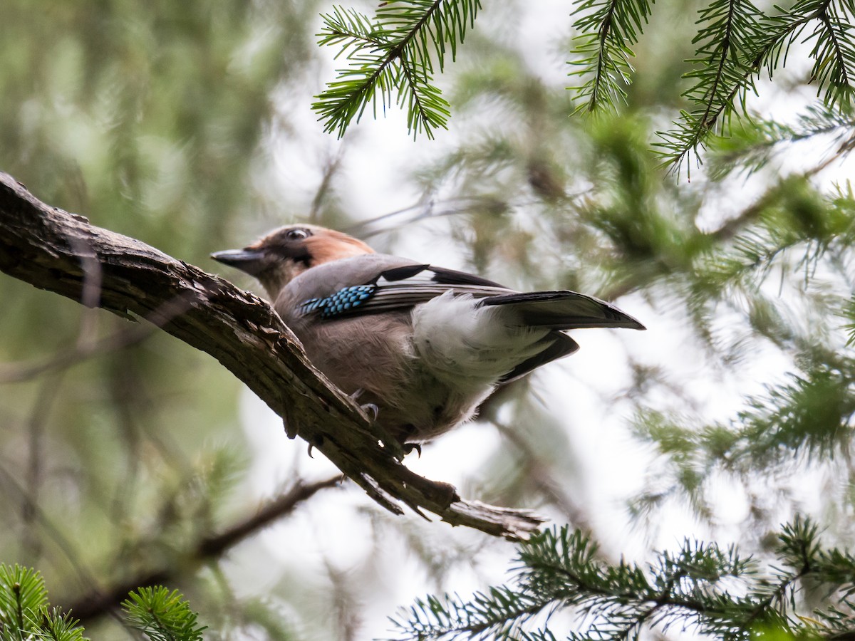 Eurasian Jay - ML184293801