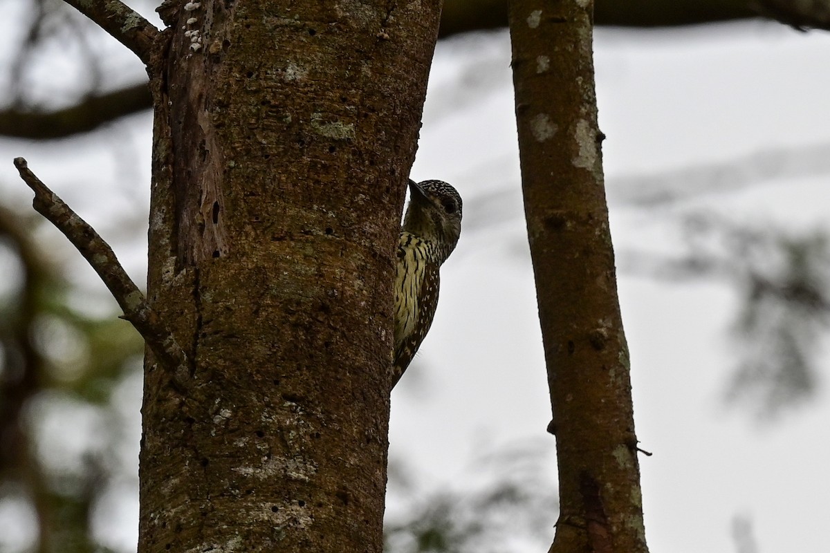 Golden-tailed Woodpecker - ML184294121