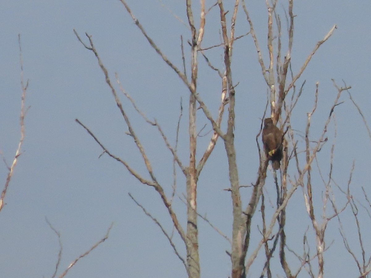 Bald Eagle - ML184296691