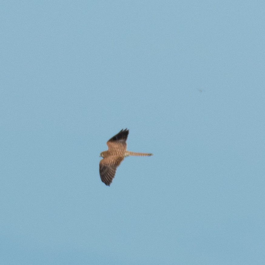 Eurasian Kestrel - ML184297401