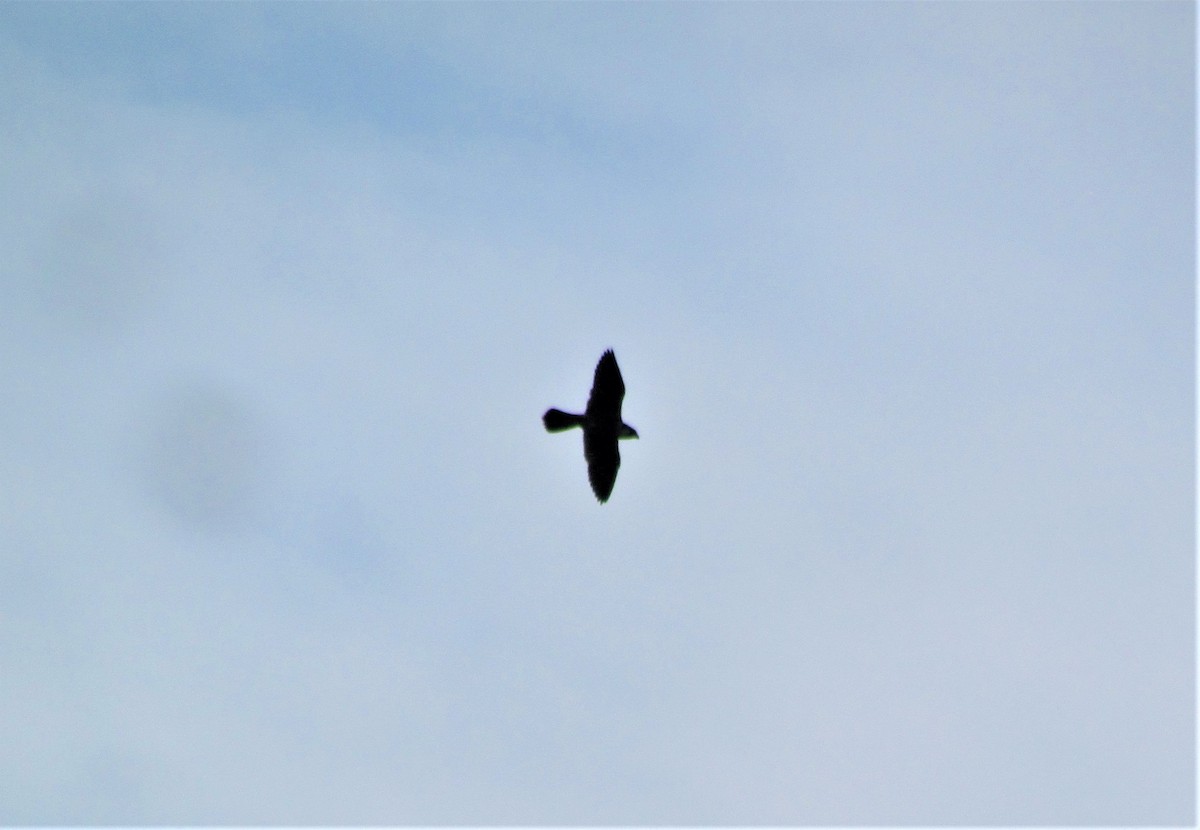 Peregrine Falcon (Shaheen) - ML184299451