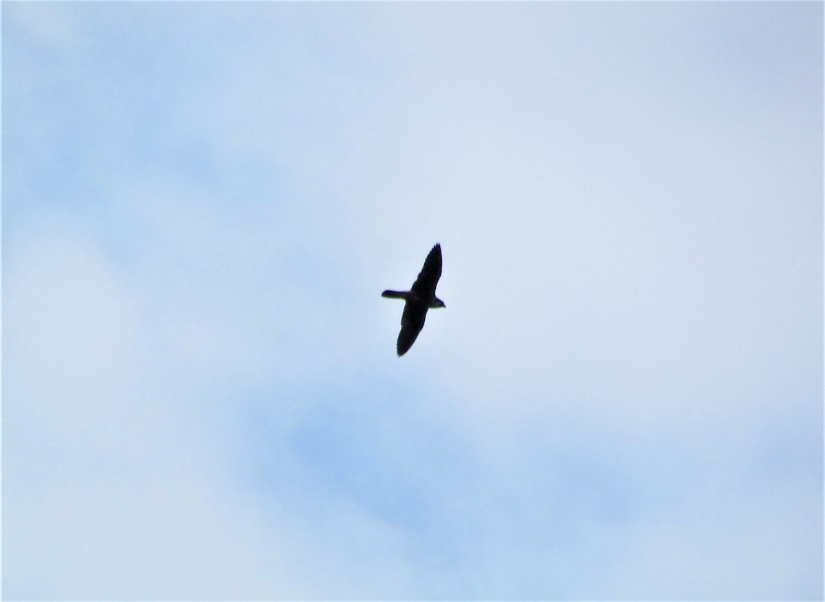 Peregrine Falcon (Shaheen) - Mujeeb PM