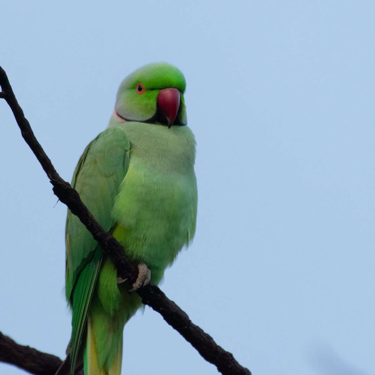 Rose-ringed Parakeet - ML184299791