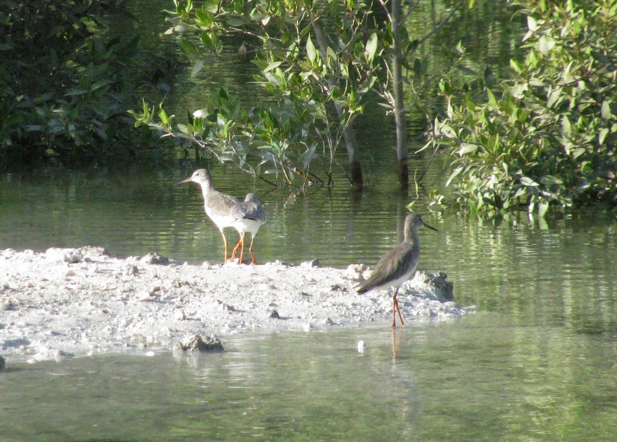 Common Redshank - Anthony  Popiel