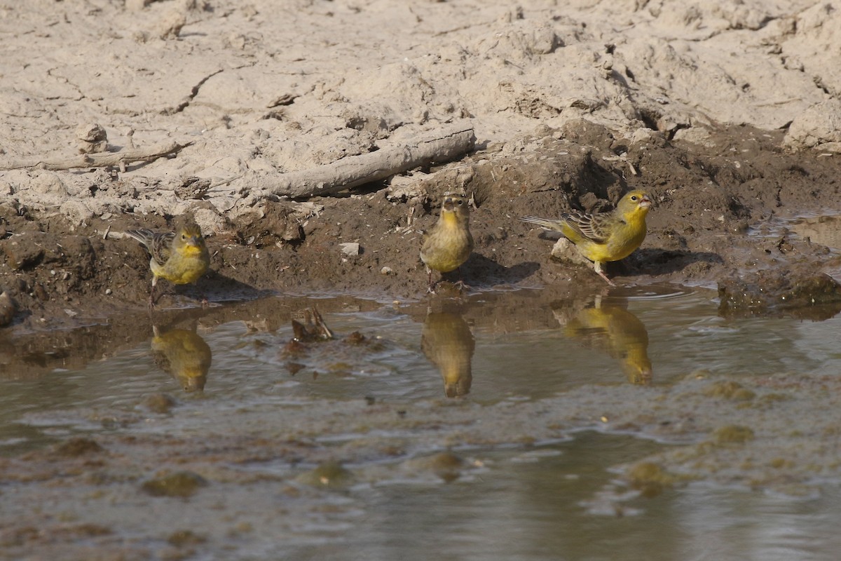 Grassland Yellow-Finch - guillermo soria