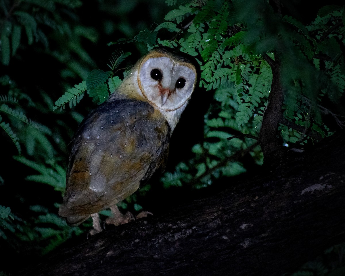 Barn Owl - ML184301451