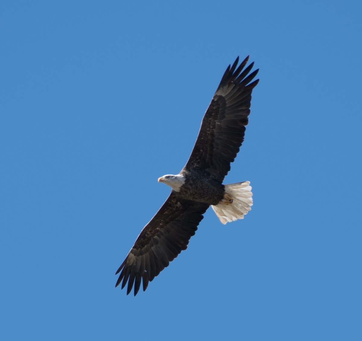 Bald Eagle - Gordon Karre