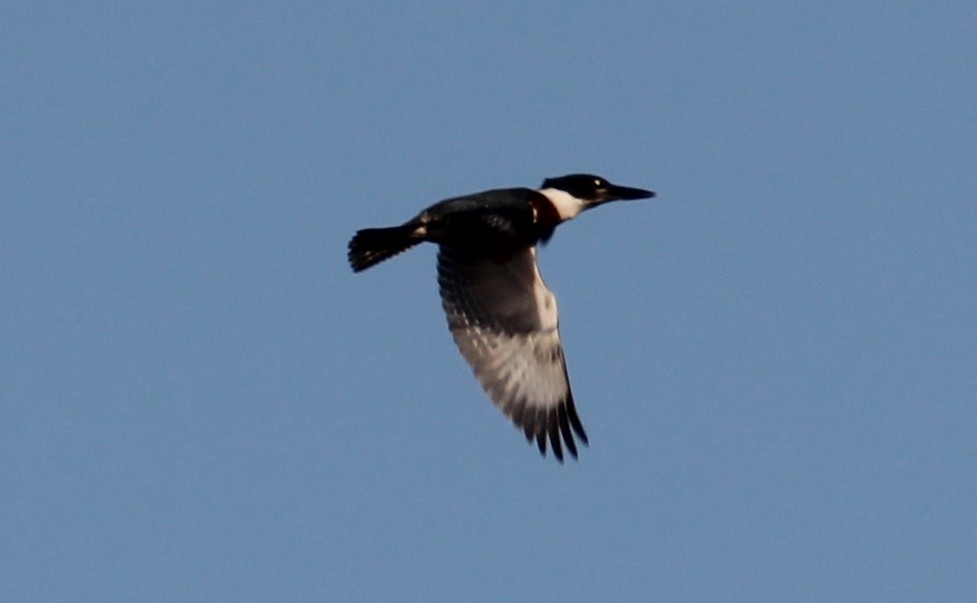 Martin-pêcheur d'Amérique - ML184303101