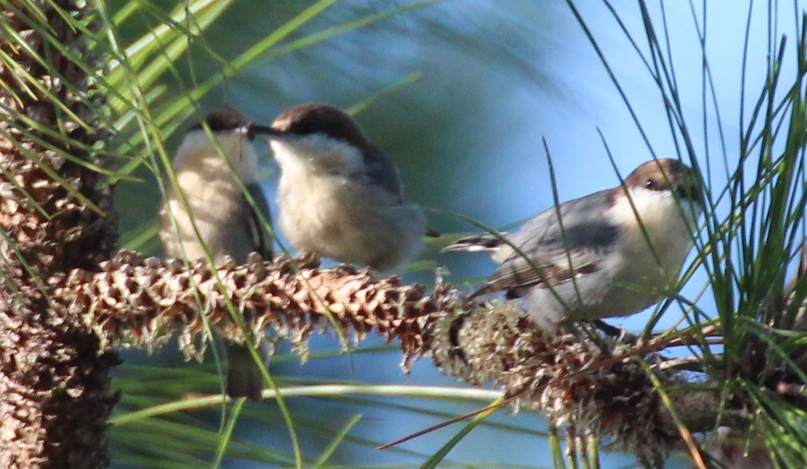 Brown-headed Nuthatch - Gary Leavens