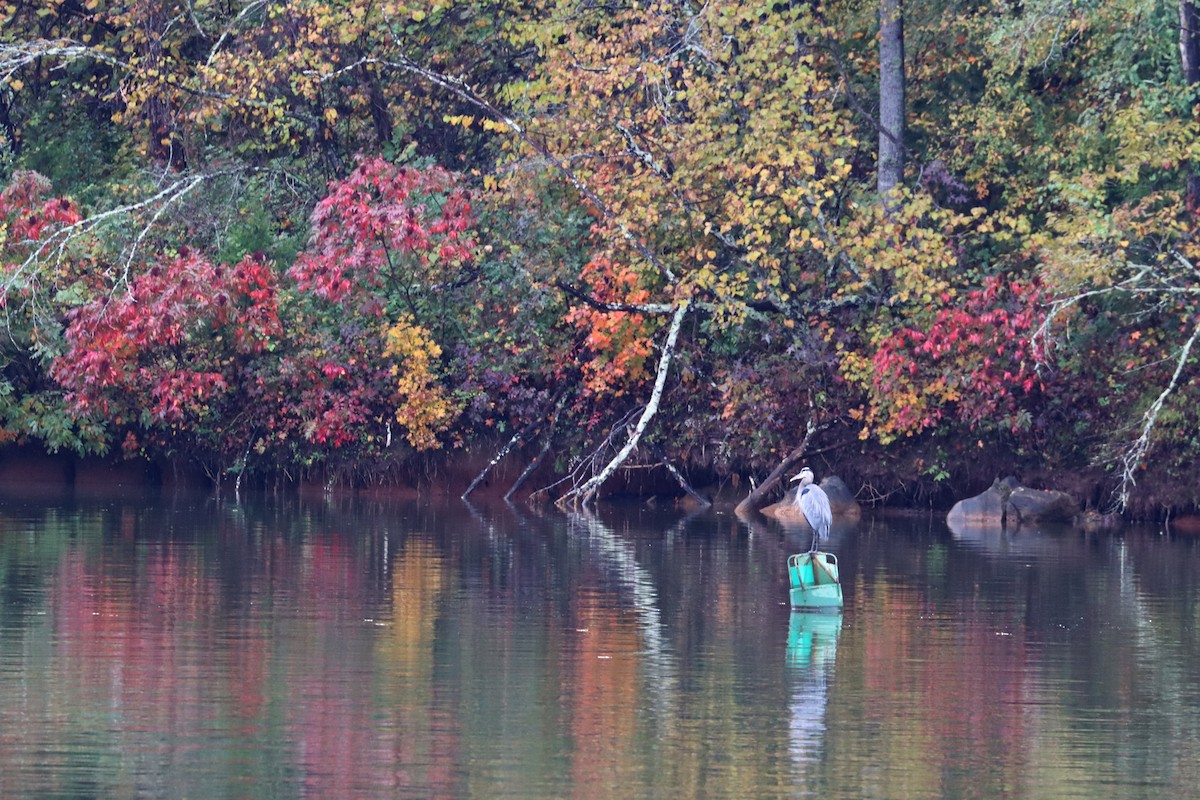 Great Blue Heron - Colin Sumrall