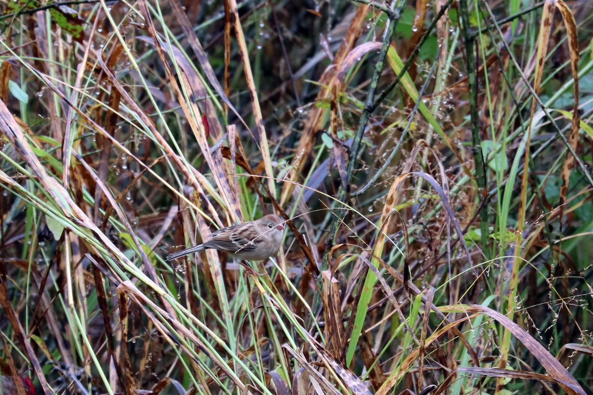 Field Sparrow - ML184303821