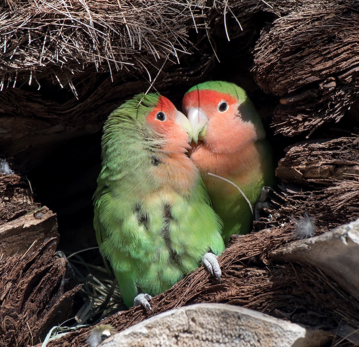 Rosy-faced Lovebird - Gordon Karre