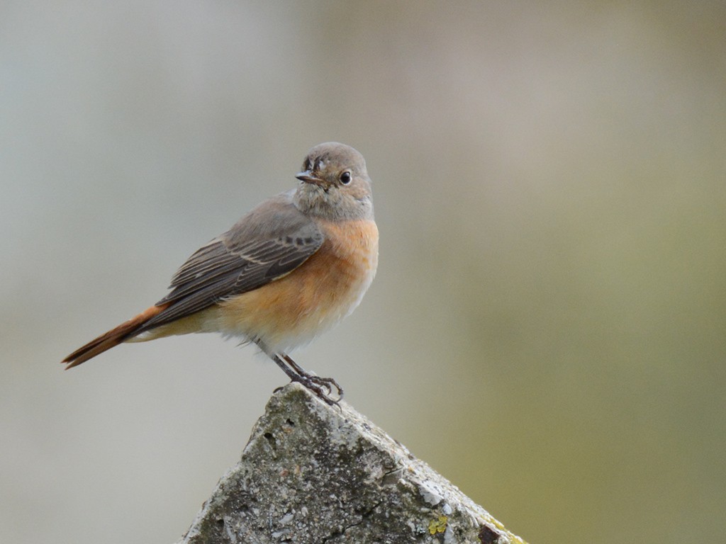 Common Redstart - ML184304971