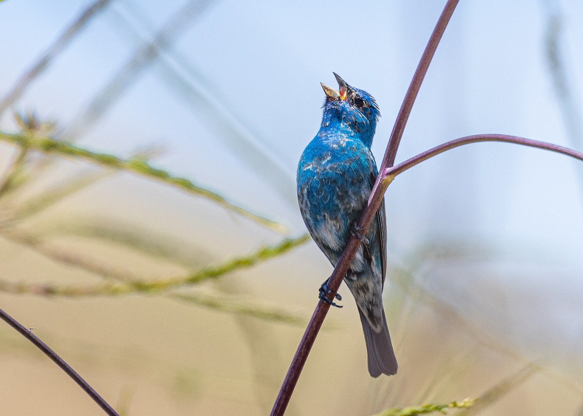 Passerin indigo - ML184305391