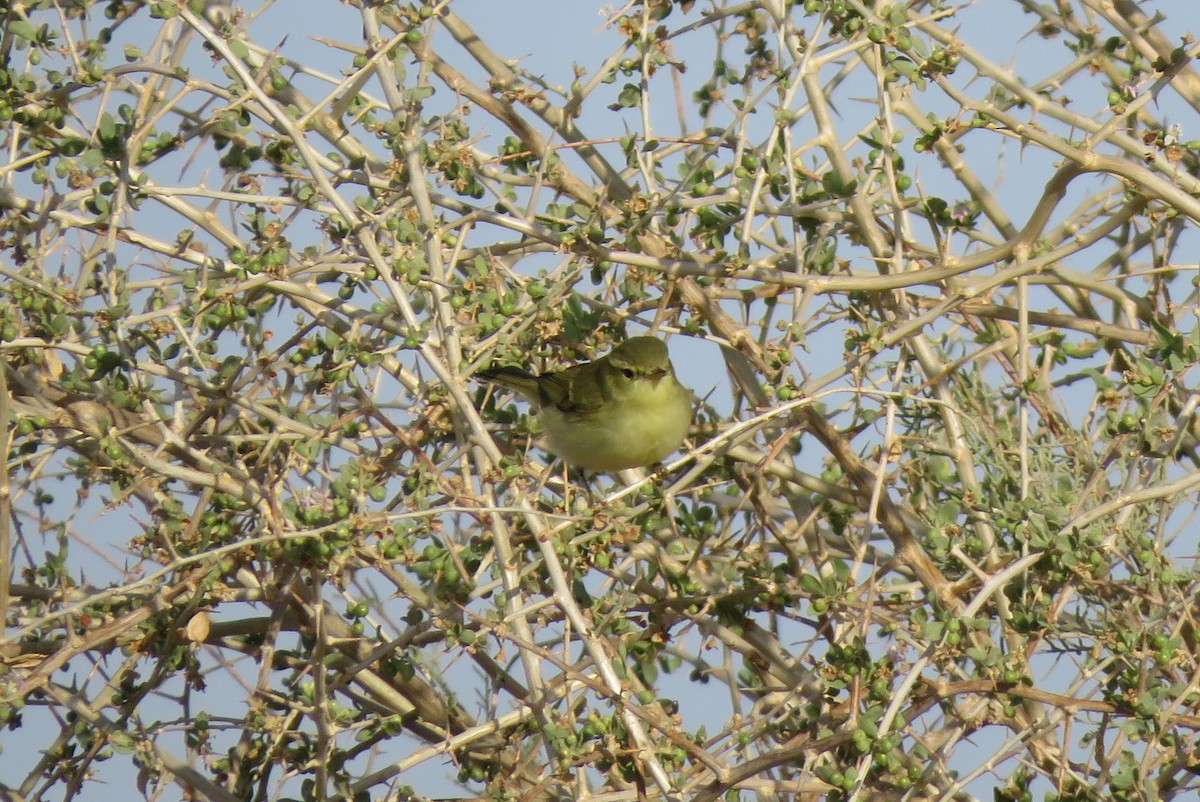 Green Warbler - ML184305531