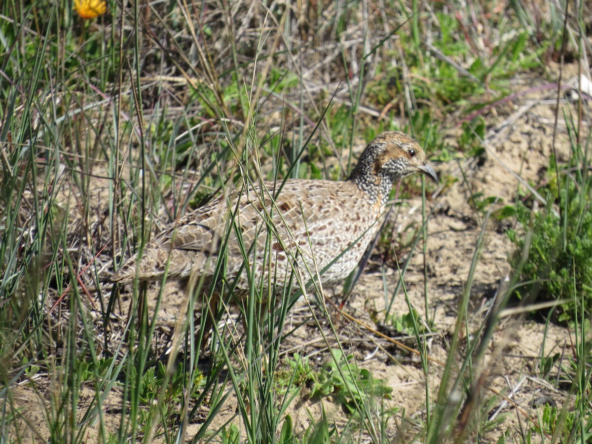 Gray-winged Francolin - ML184307131