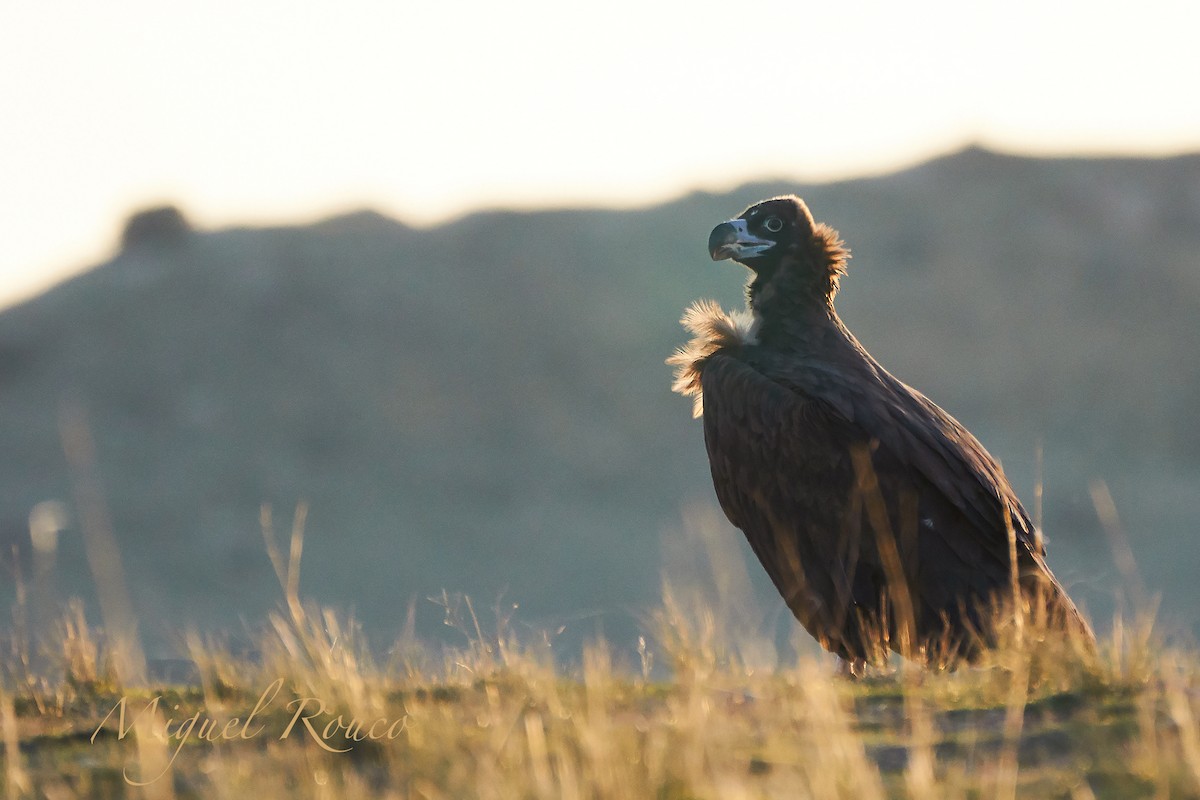 Cinereous Vulture - ML184308391