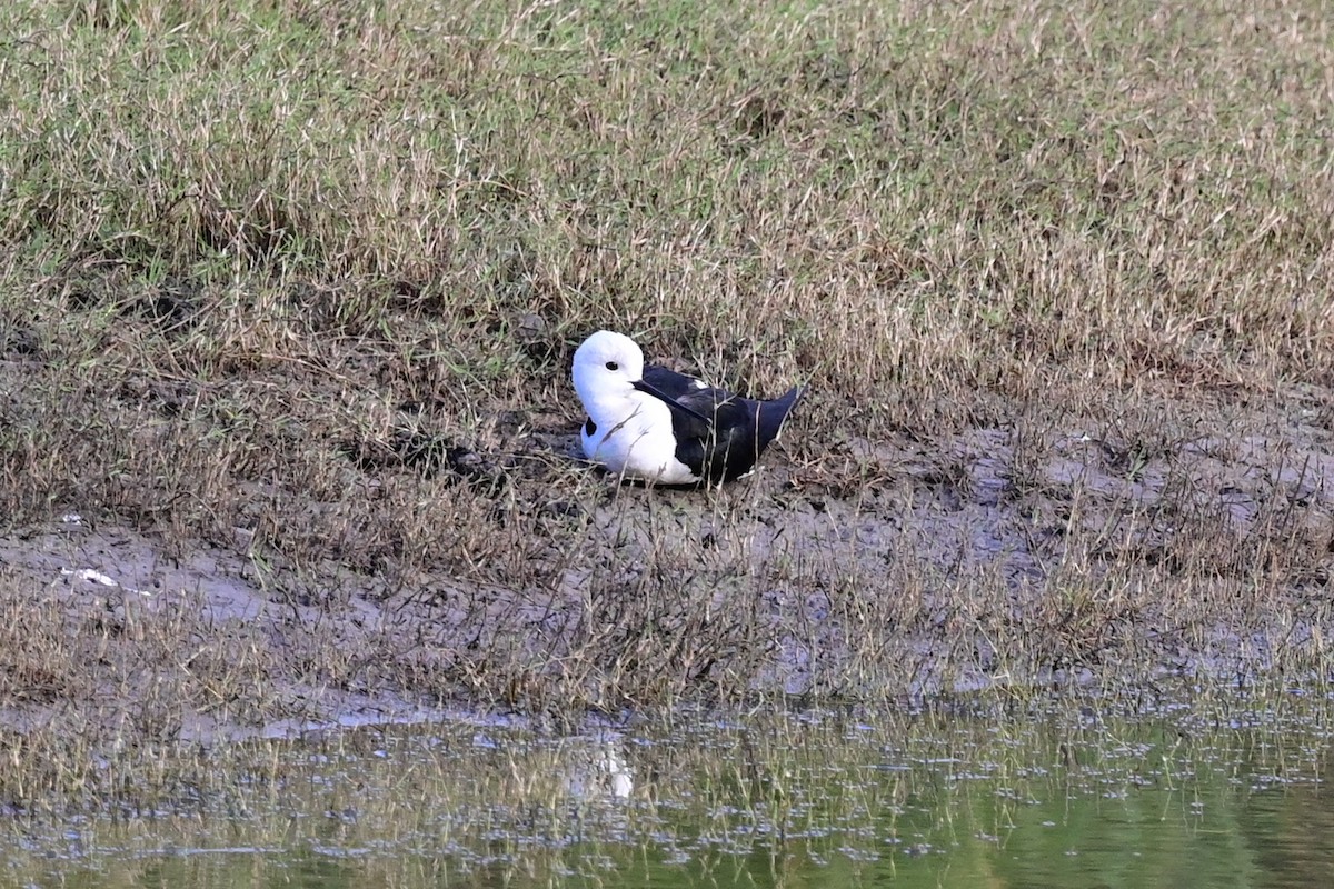 Black-winged Stilt - ML184310181