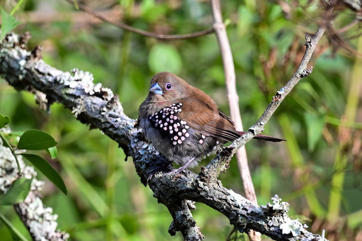 Pink-throated Twinspot - ML184310561