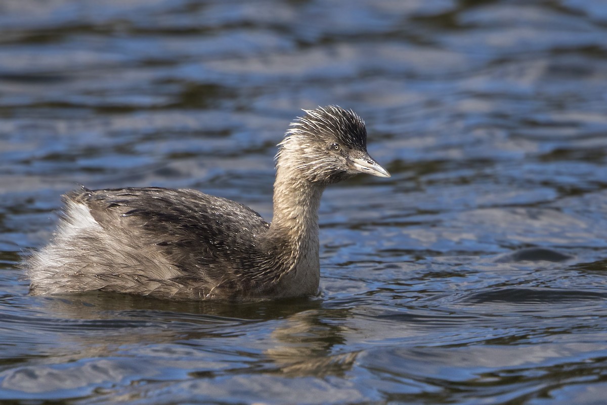 Hoary-headed Grebe - ML184312621