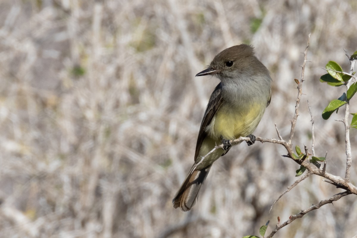 Galapagos Flycatcher - ML184314431